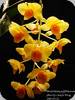 Dendrobium griffithianum